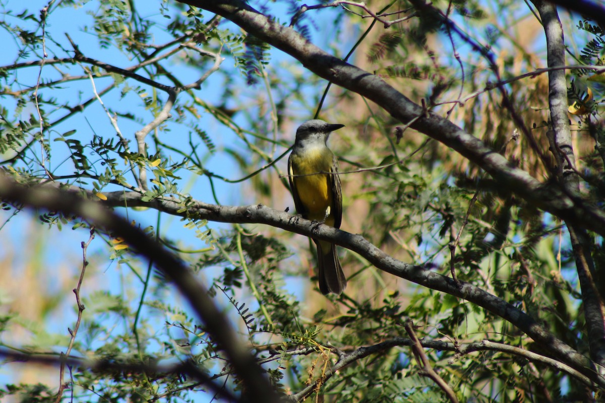Tropical Kingbird - ML518462531