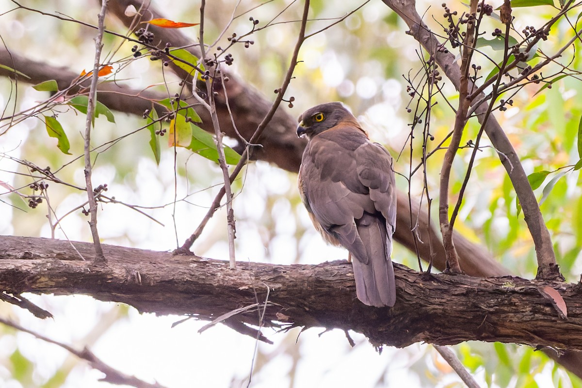 Brown Goshawk - Joel Poyitt