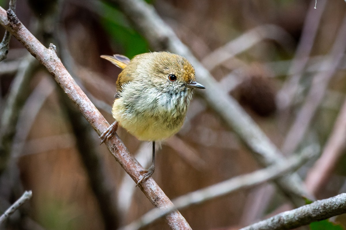 Brown Thornbill - Joel Poyitt