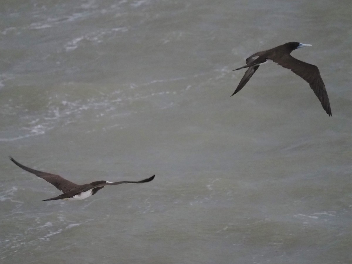 Brown Booby - ML518463731