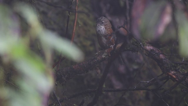 Bar-winged Wren-Babbler - ML518463741