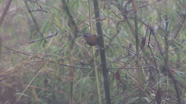 Slender-billed Scimitar-Babbler - ML518463881