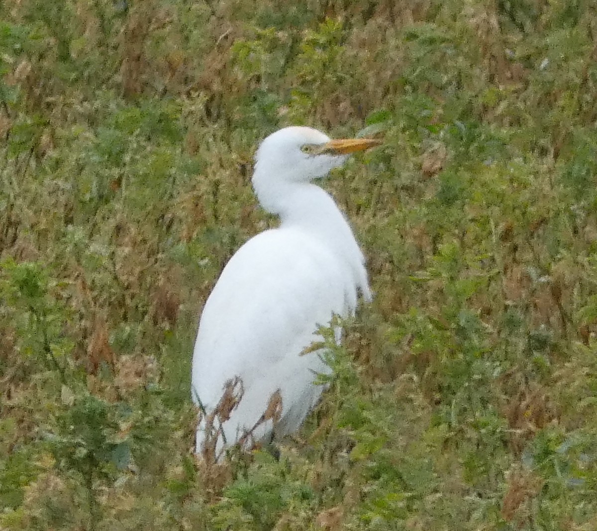 Western Cattle Egret - María Gutiérrez Camarero