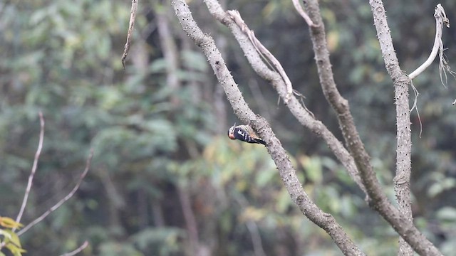 Crimson-naped Woodpecker - ML518464731