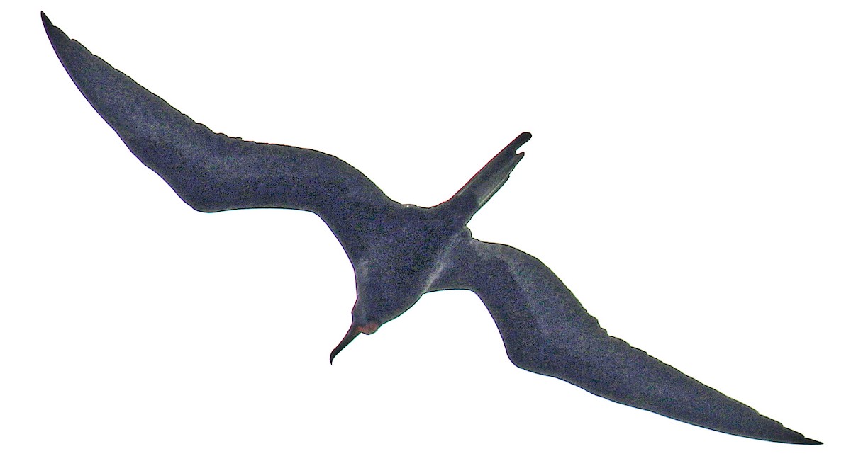 Magnificent Frigatebird - ML518465541