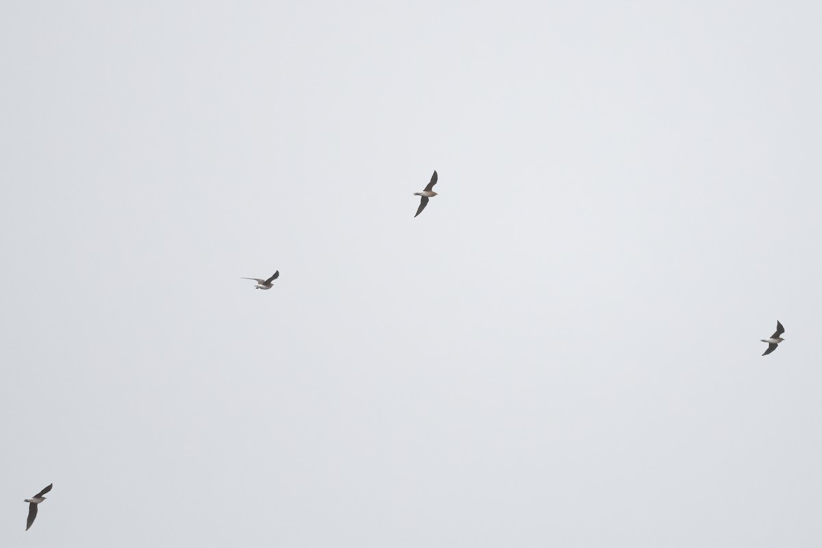 Oriental Pratincole - ML518465651