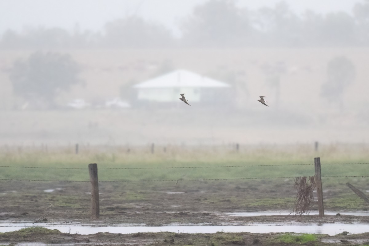 Oriental Pratincole - ML518465671