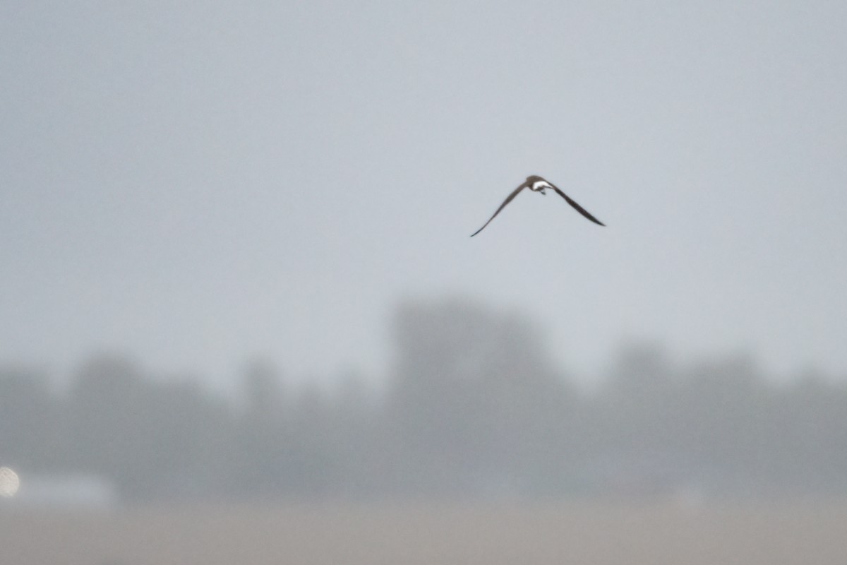 Oriental Pratincole - ML518465691