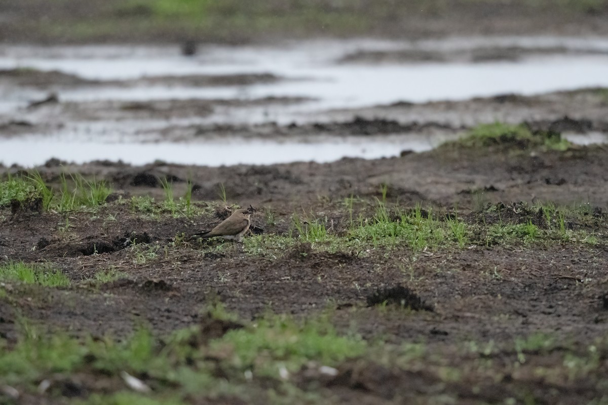 Oriental Pratincole - ML518466531