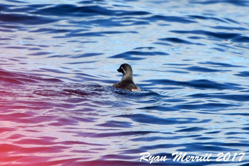 Parakeet Auklet - Ryan Merrill