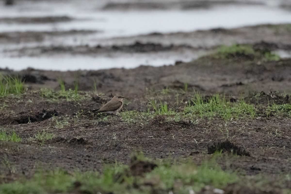 Oriental Pratincole - ML518466661