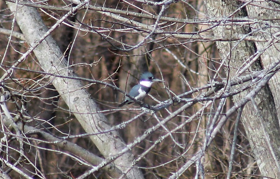 Belted Kingfisher - ML51846801
