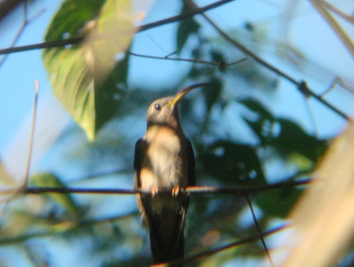 Rufous-breasted Hermit - ML518468021