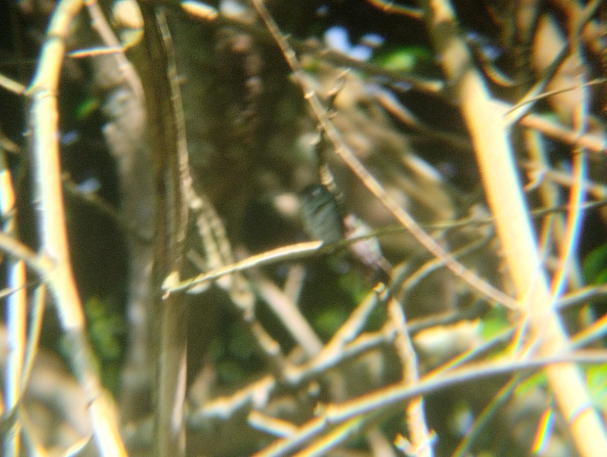 Speckled Hummingbird - Anderson León Natera