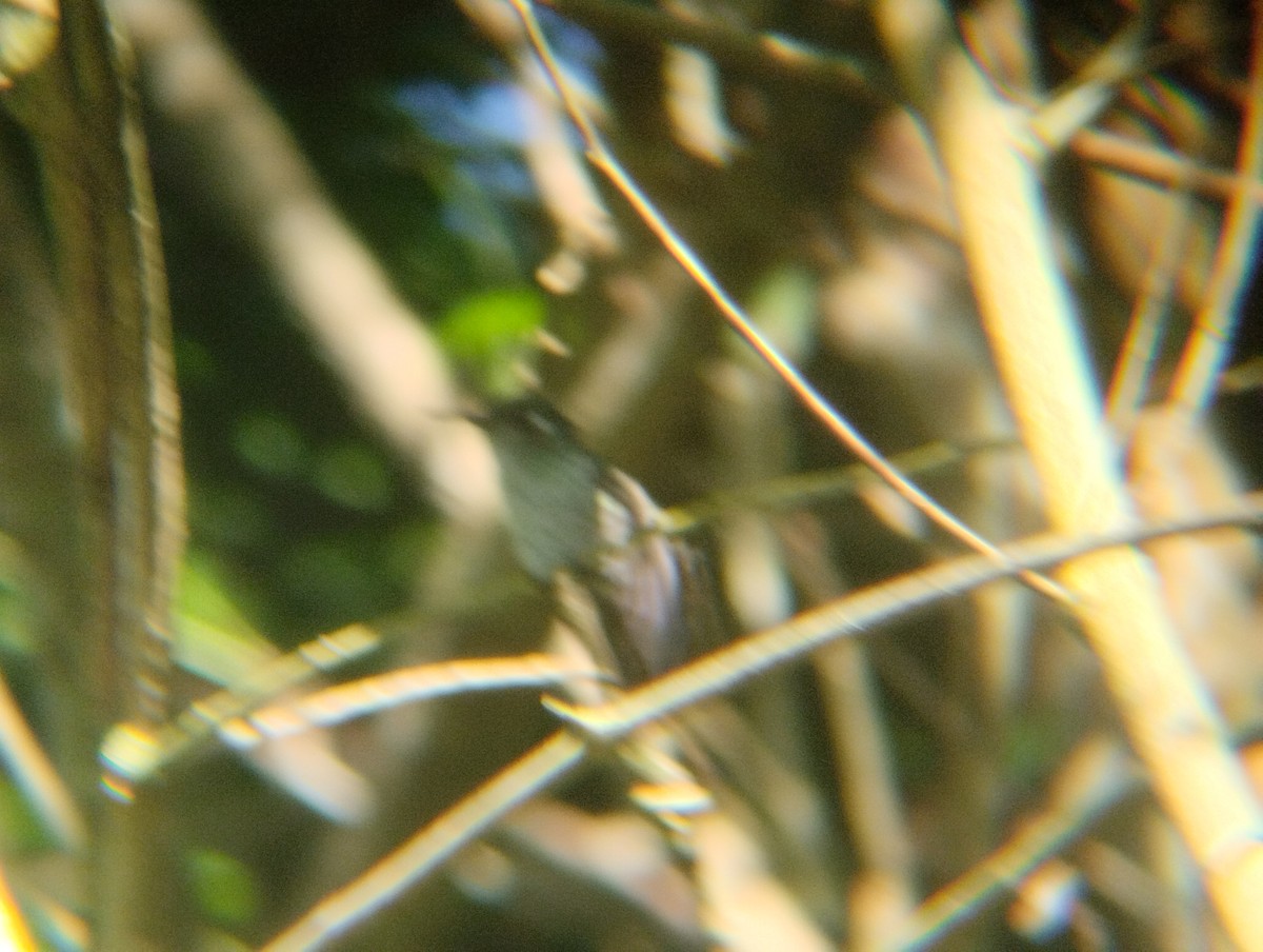 Speckled Hummingbird - Anderson León Natera