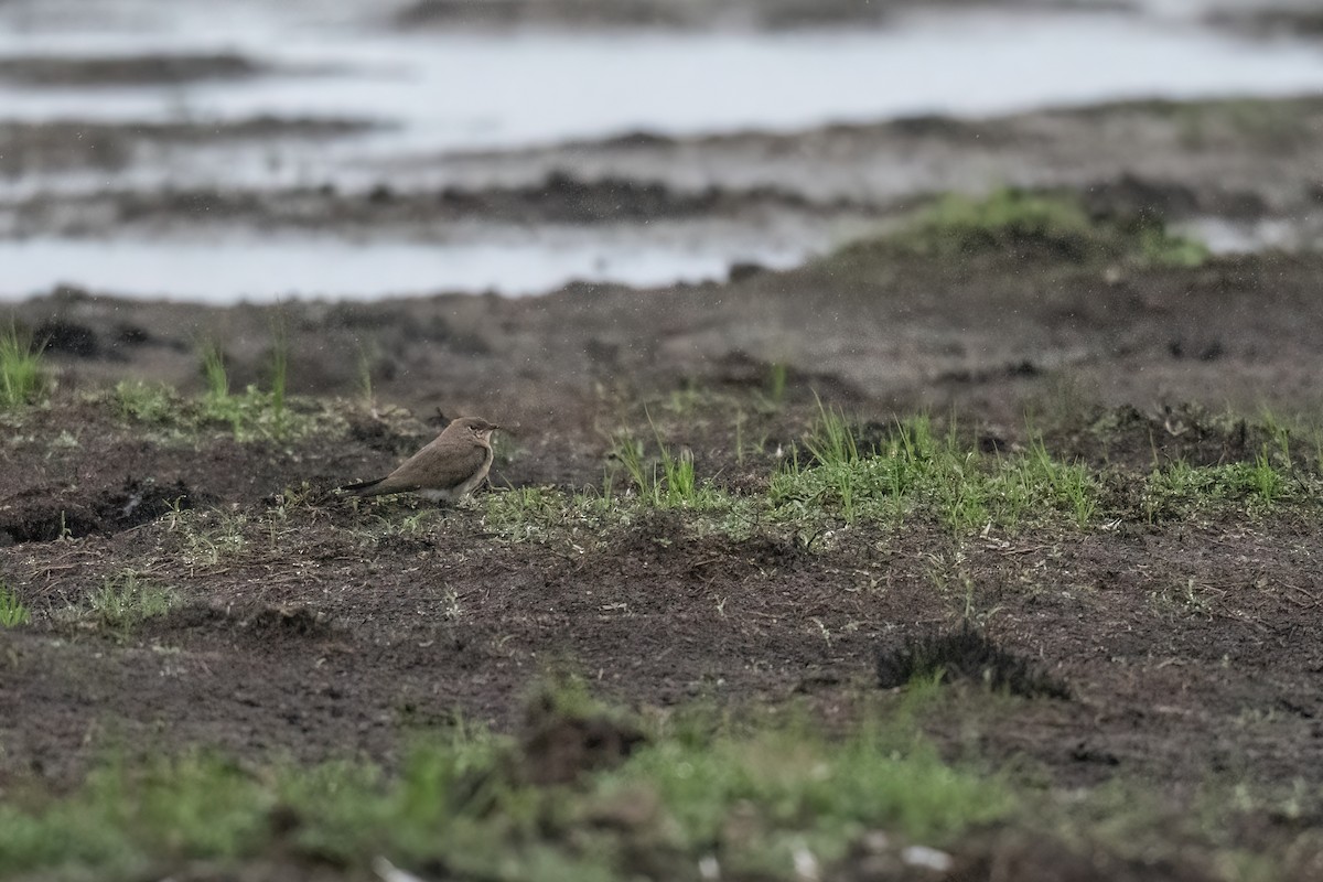 Oriental Pratincole - ML518468321