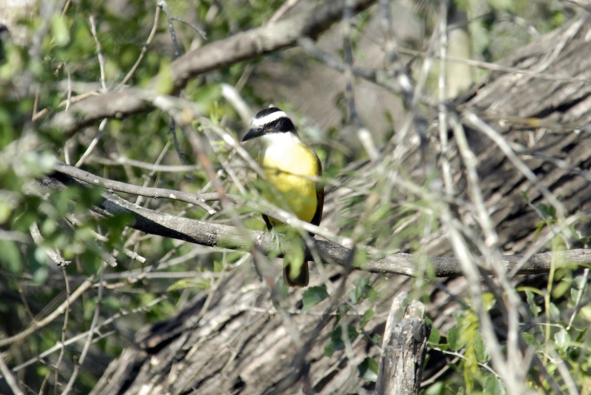 Great Kiskadee - Peter Sproule