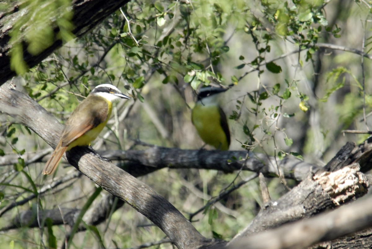 Great Kiskadee - Peter Sproule