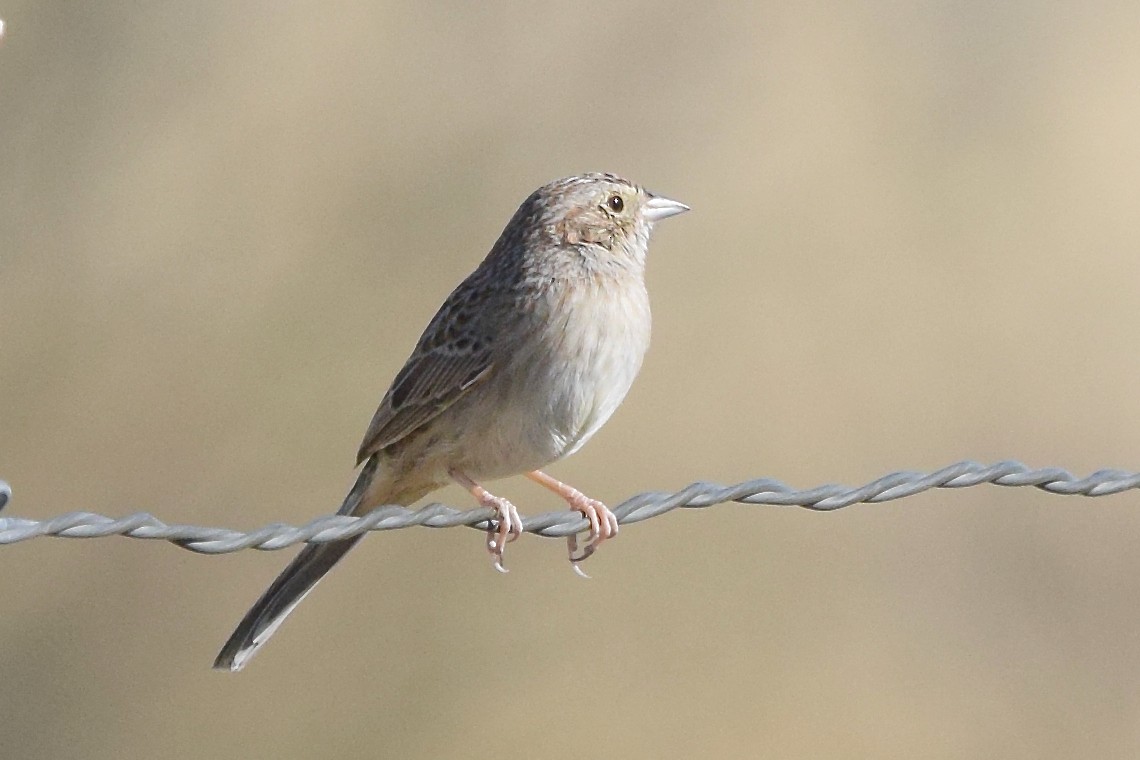 Cassin's Sparrow - ML51847031