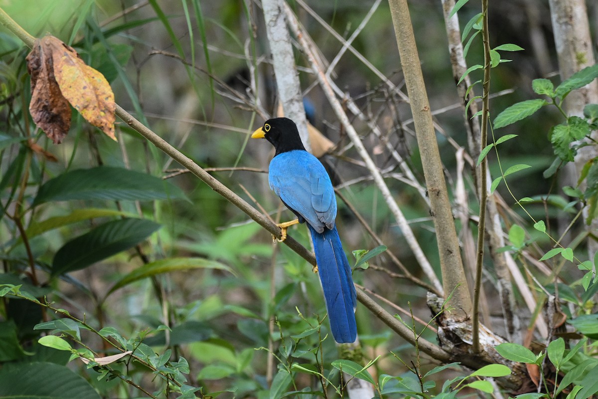 Yucatan Jay - ML518470591