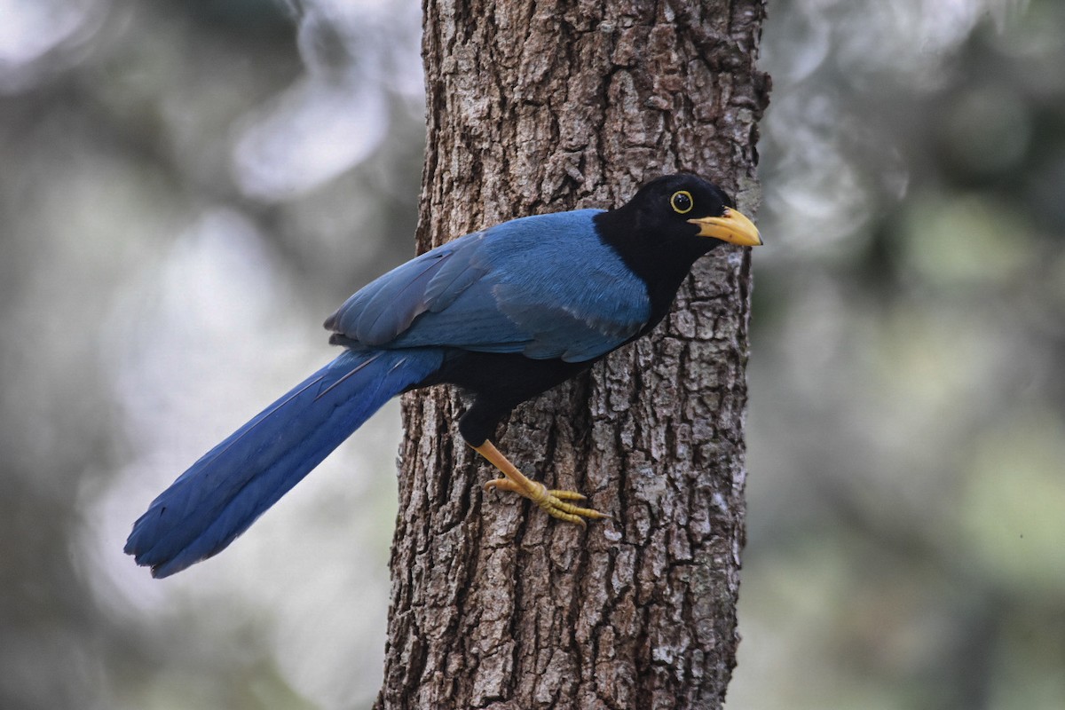 Yucatan Jay - ML518470621