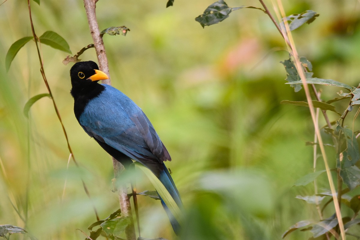 Yucatan Jay - ML518470651