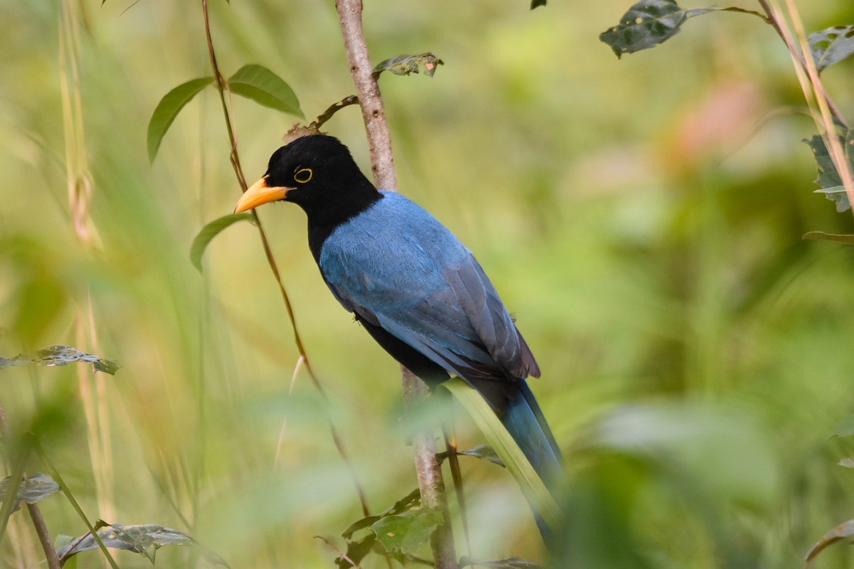 Yucatan Jay - ML518470661