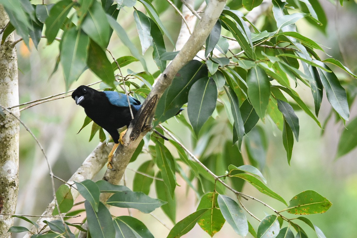 Yucatan Jay - ML518470671