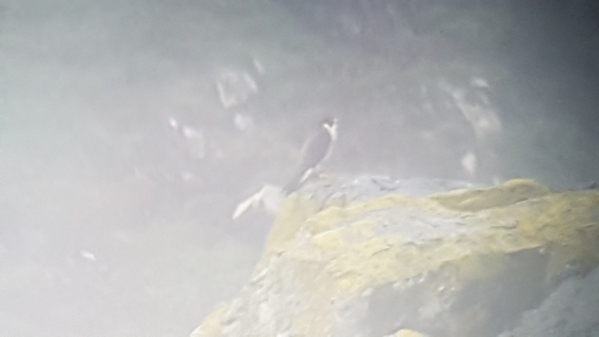 Эгэл шонхор - ML518470681