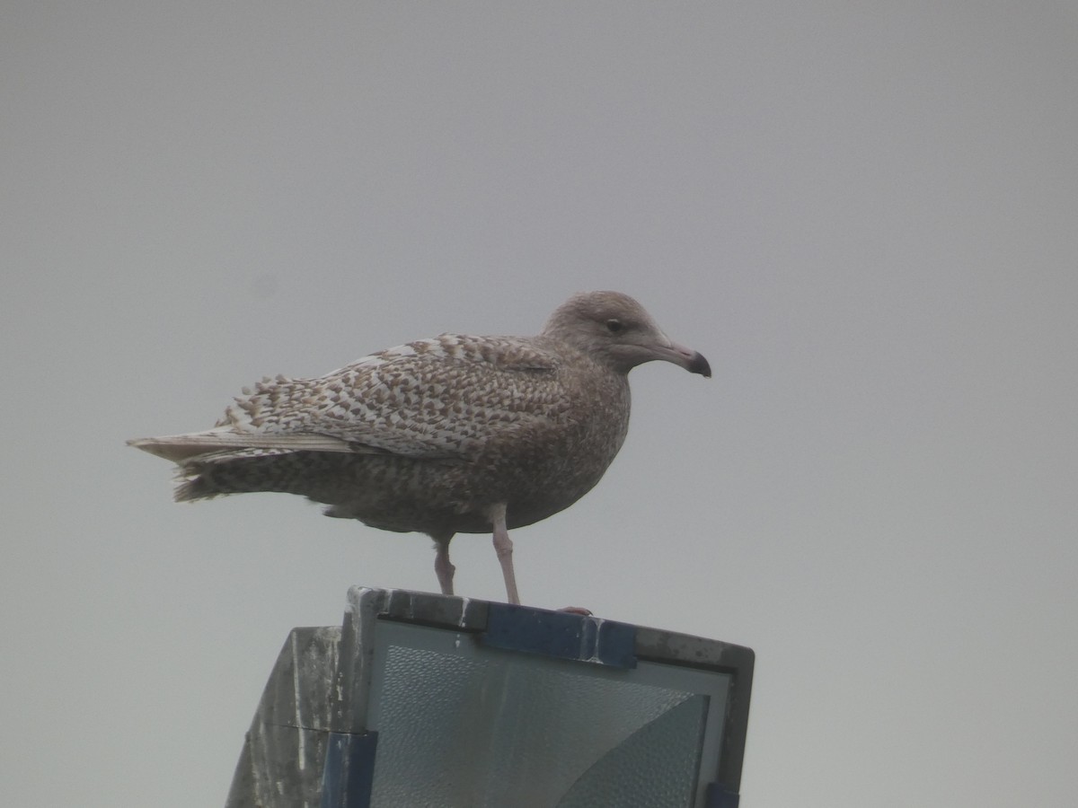 Мөсний цахлай - ML518470691