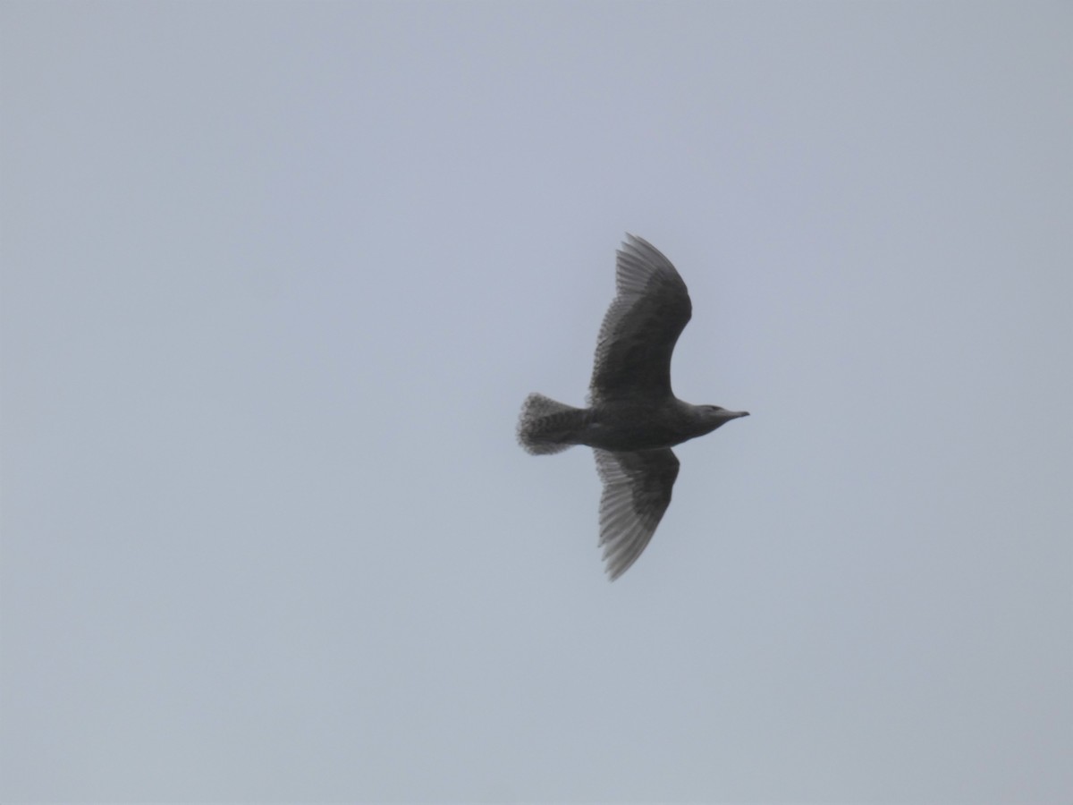 Мөсний цахлай - ML518470791