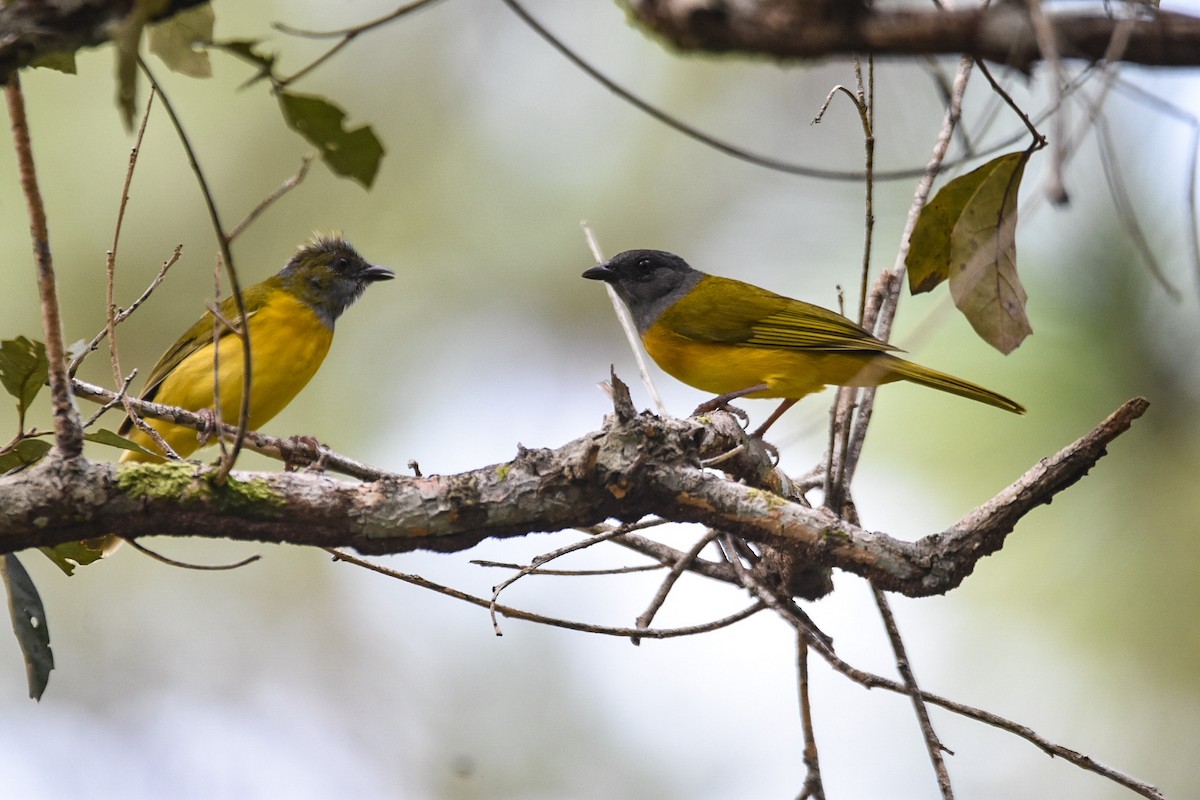 Gray-headed Tanager - ML518470831