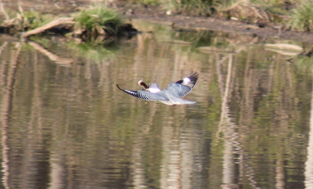 Belted Kingfisher - ML51847211