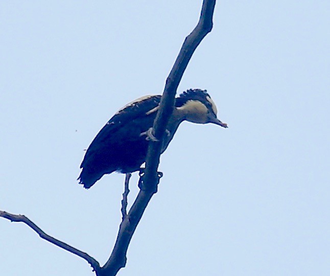 Heart-spotted Woodpecker - ML518472181