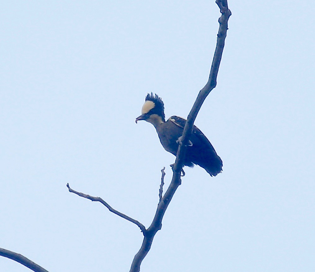 Heart-spotted Woodpecker - ML518472191