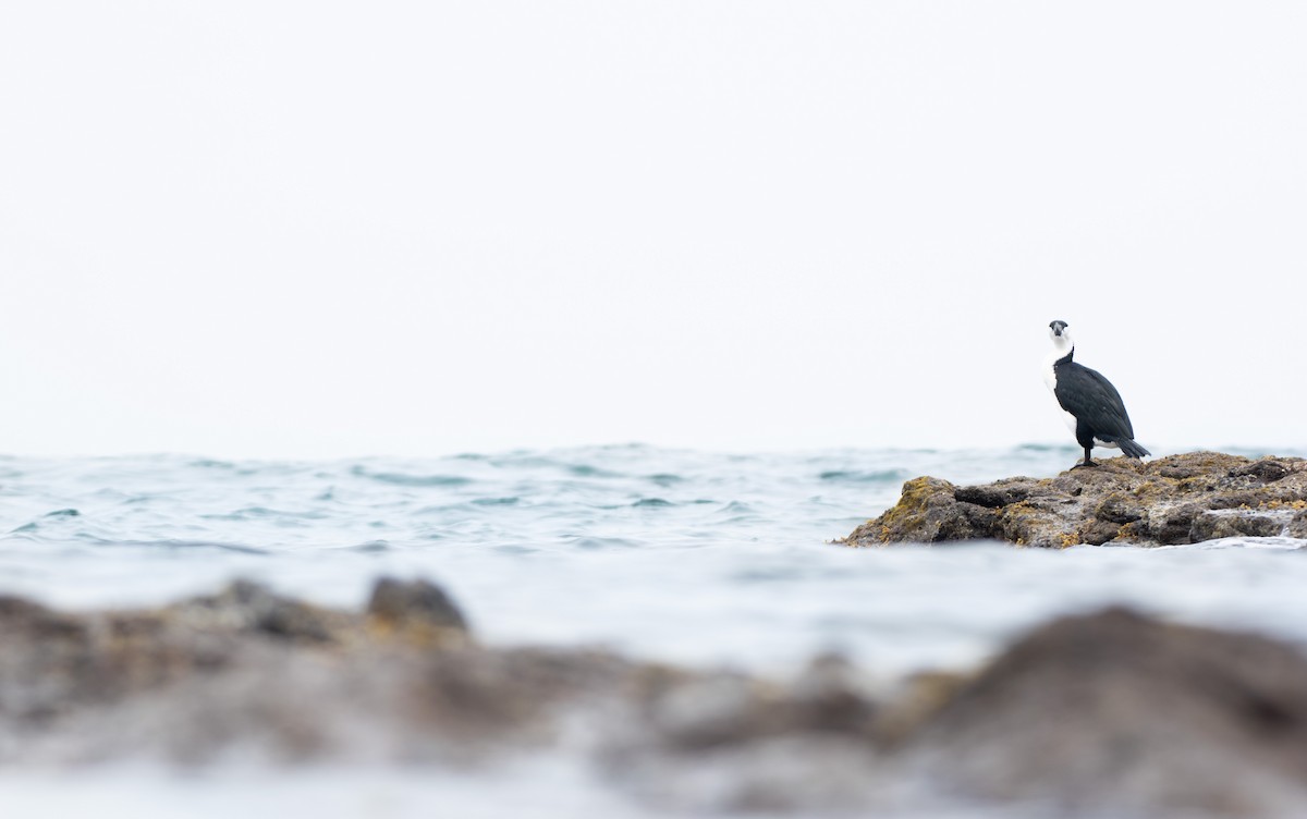 Black-faced Cormorant - ML518472231