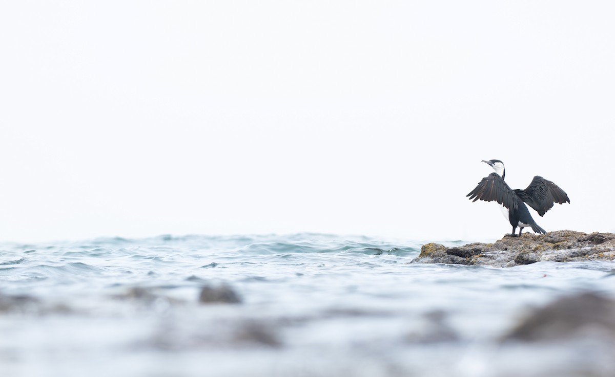 Black-faced Cormorant - ML518472271