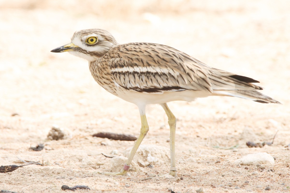 Eurasian Thick-knee - ML518472491