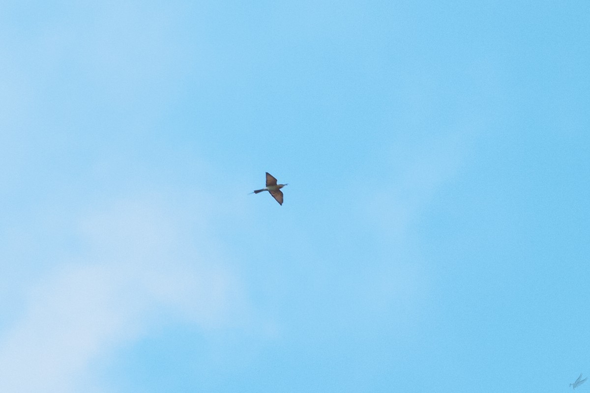 Blue-tailed Bee-eater - ML518477071