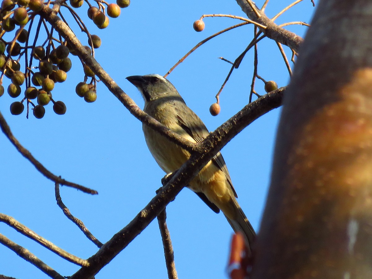 Cinnamon-bellied Saltator - ML51847761