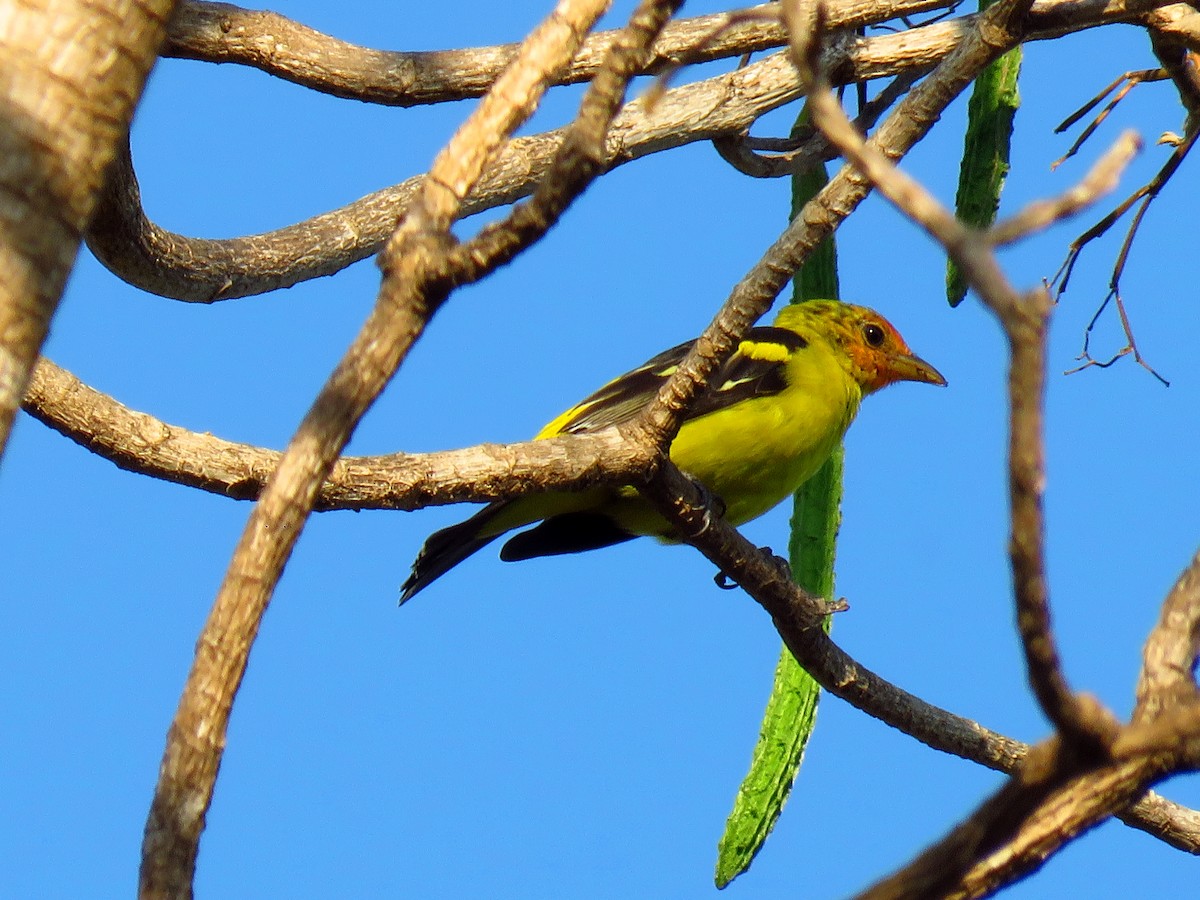 Western Tanager - ML51847851