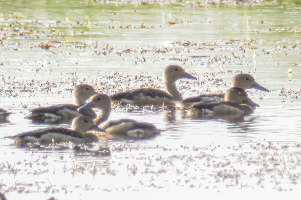 Lesser Whistling-Duck - ML518478971