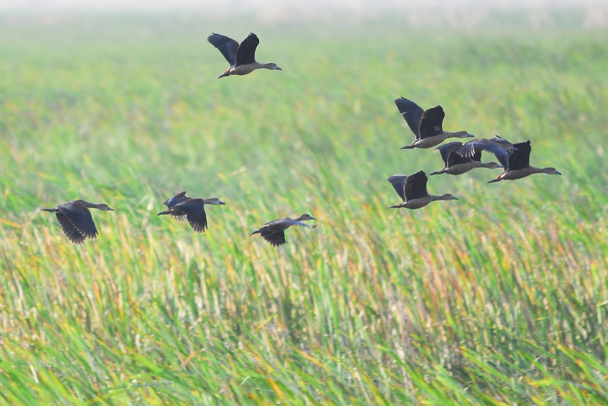 Lesser Whistling-Duck - ML518479081