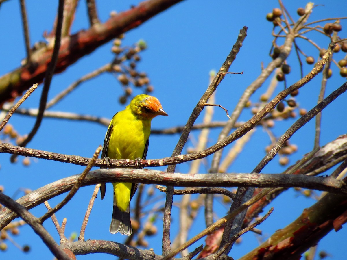 Western Tanager - ML51847911