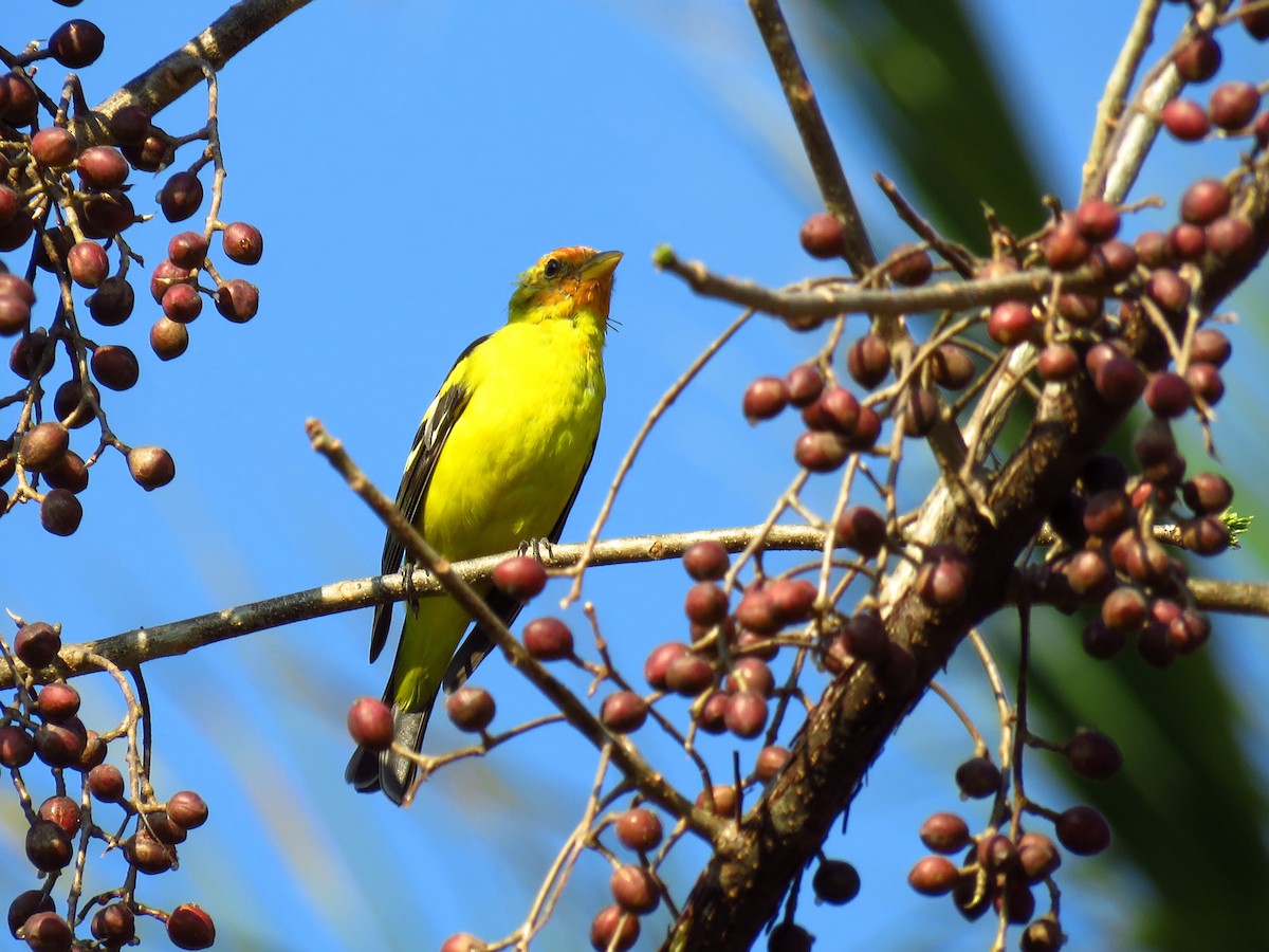 Western Tanager - ML51847931