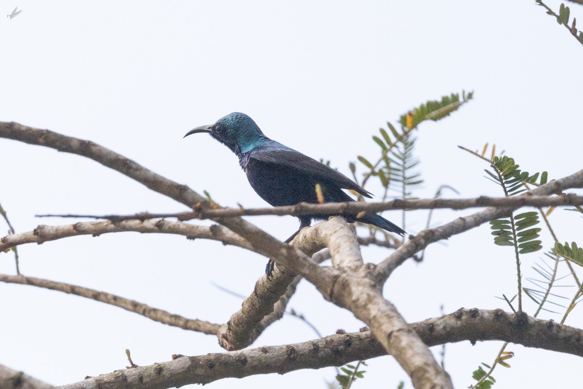 Purple Sunbird - ML518479601