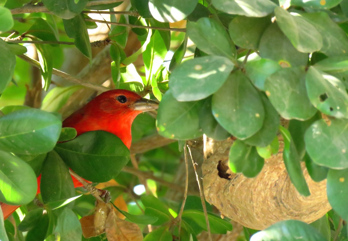 Summer Tanager - ML51847961