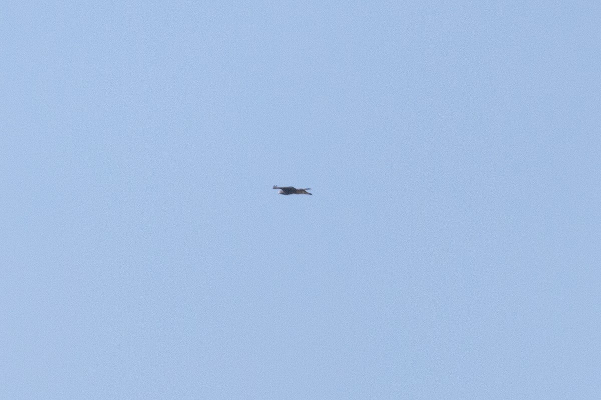 eagle sp. - ML518479641