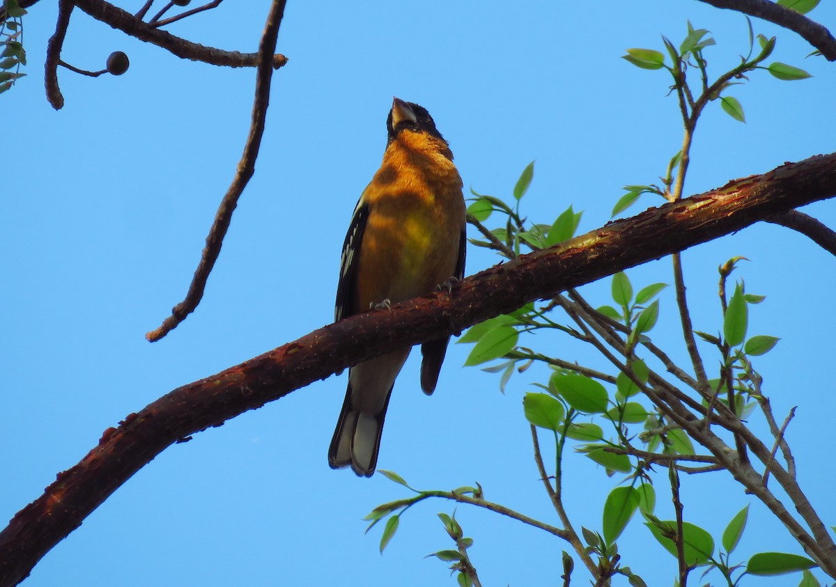 Black-headed Grosbeak - ML51848001