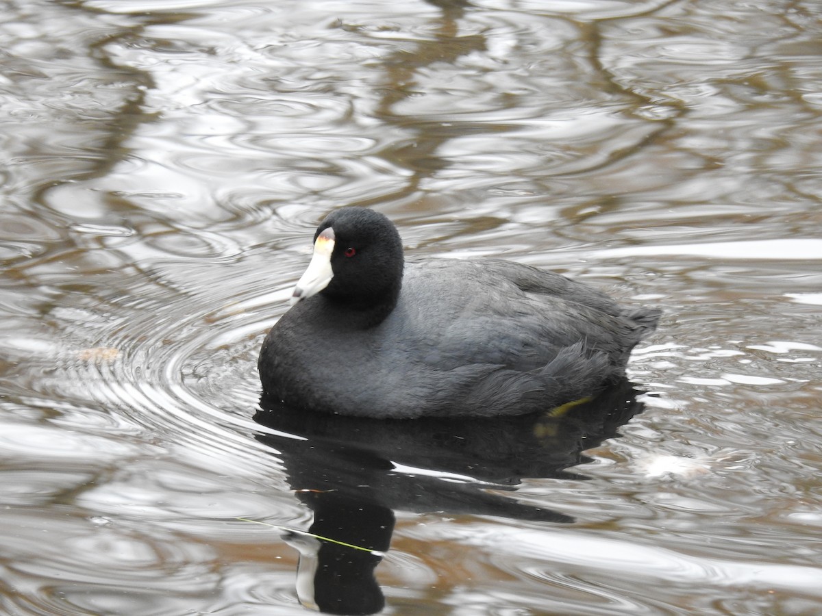 American Coot - ML51848031